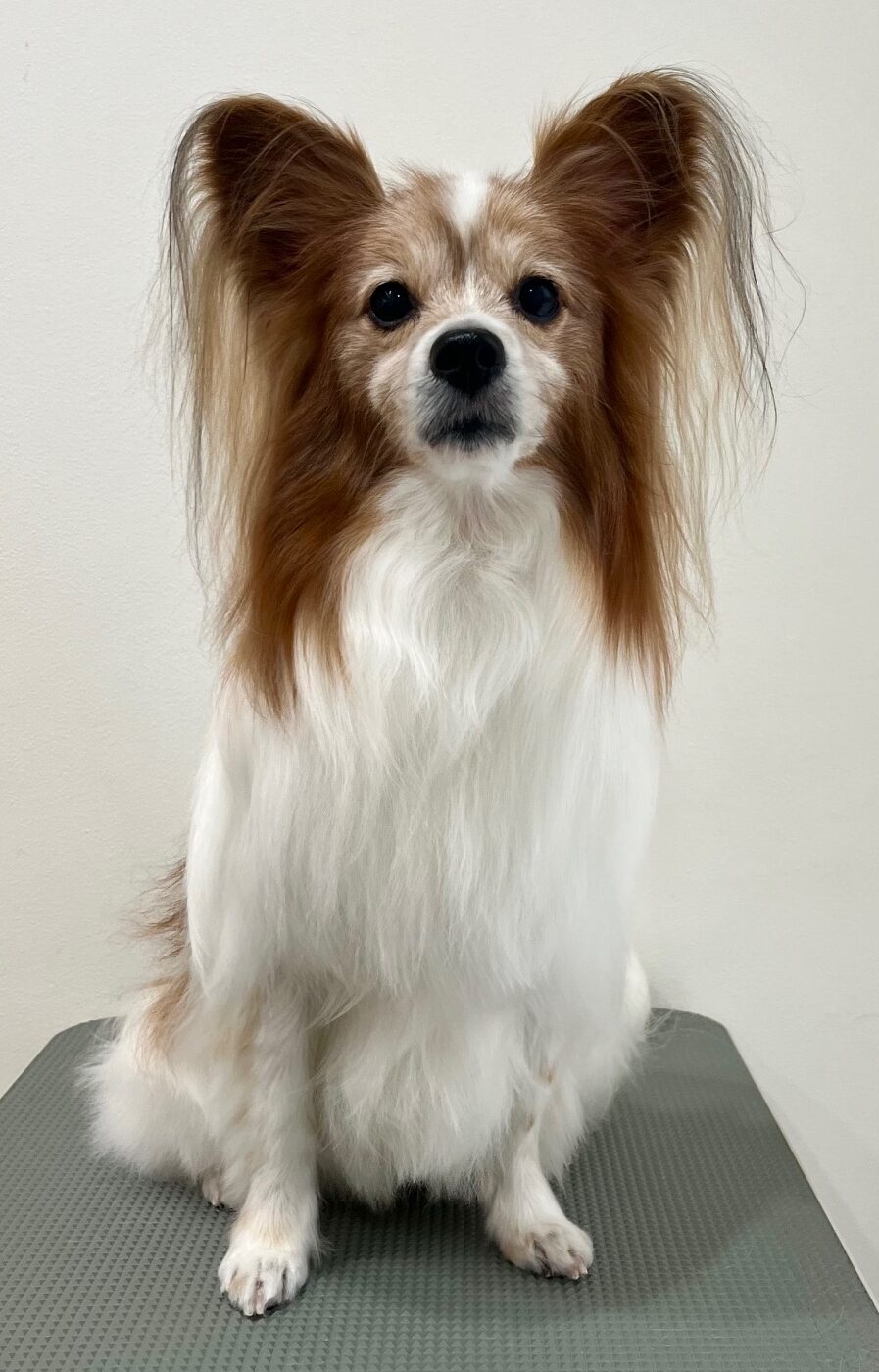 2026-1-20%e5%af%8c%e7%94%b0%e3%83%86%e3%82%aa