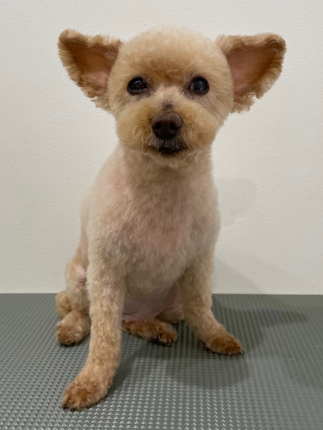 2026-1-25%e5%b0%8f%e5%8b%9d%e3%83%a2%e3%82%b3