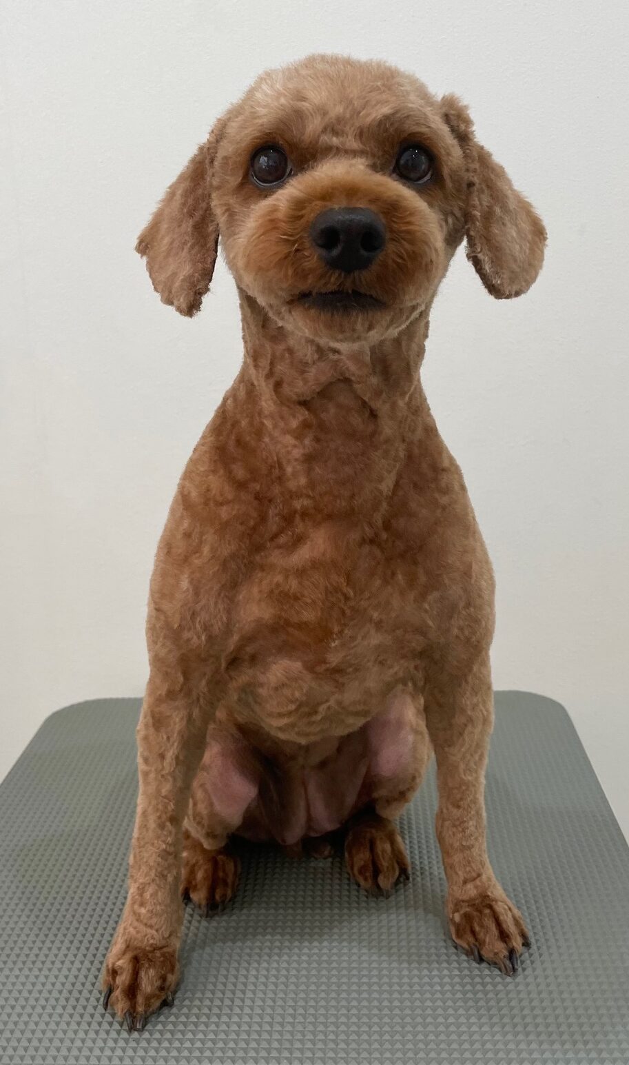 2026-1-25%e8%ab%b8%e6%98%9f%e5%b0%8f%e9%9b%aa