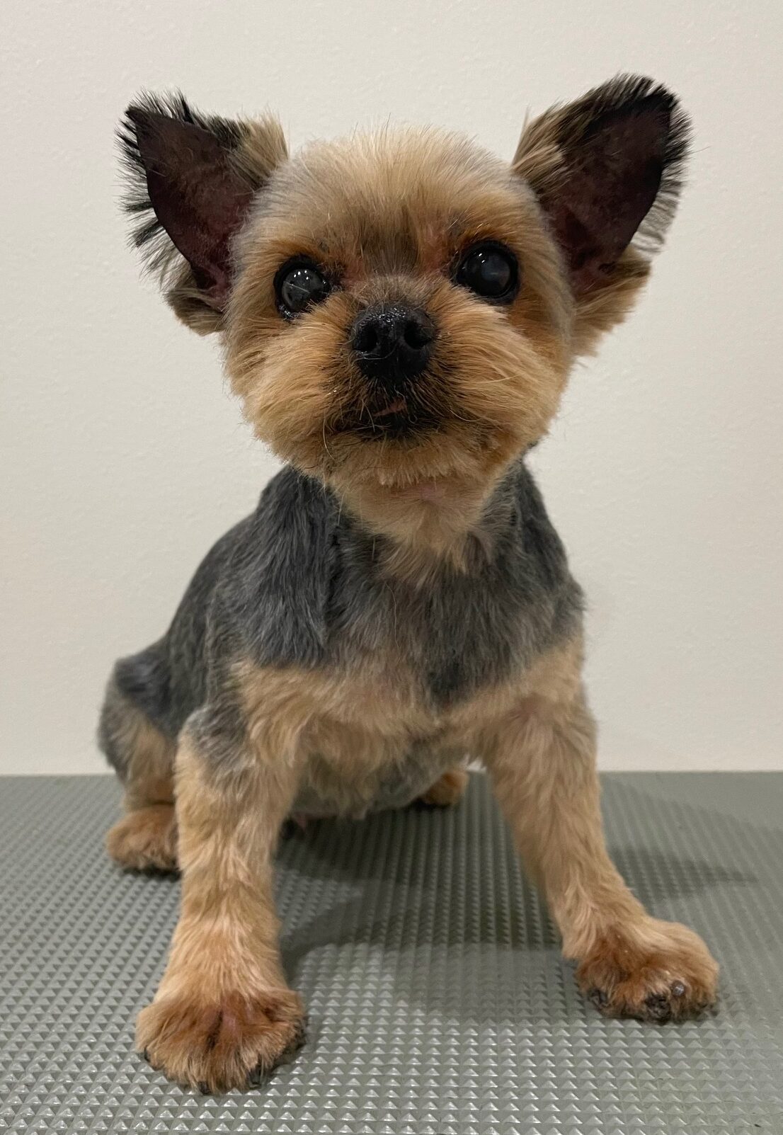 2026-1-28%e8%bf%91%e8%97%a4%e3%83%9a%e3%82%b3