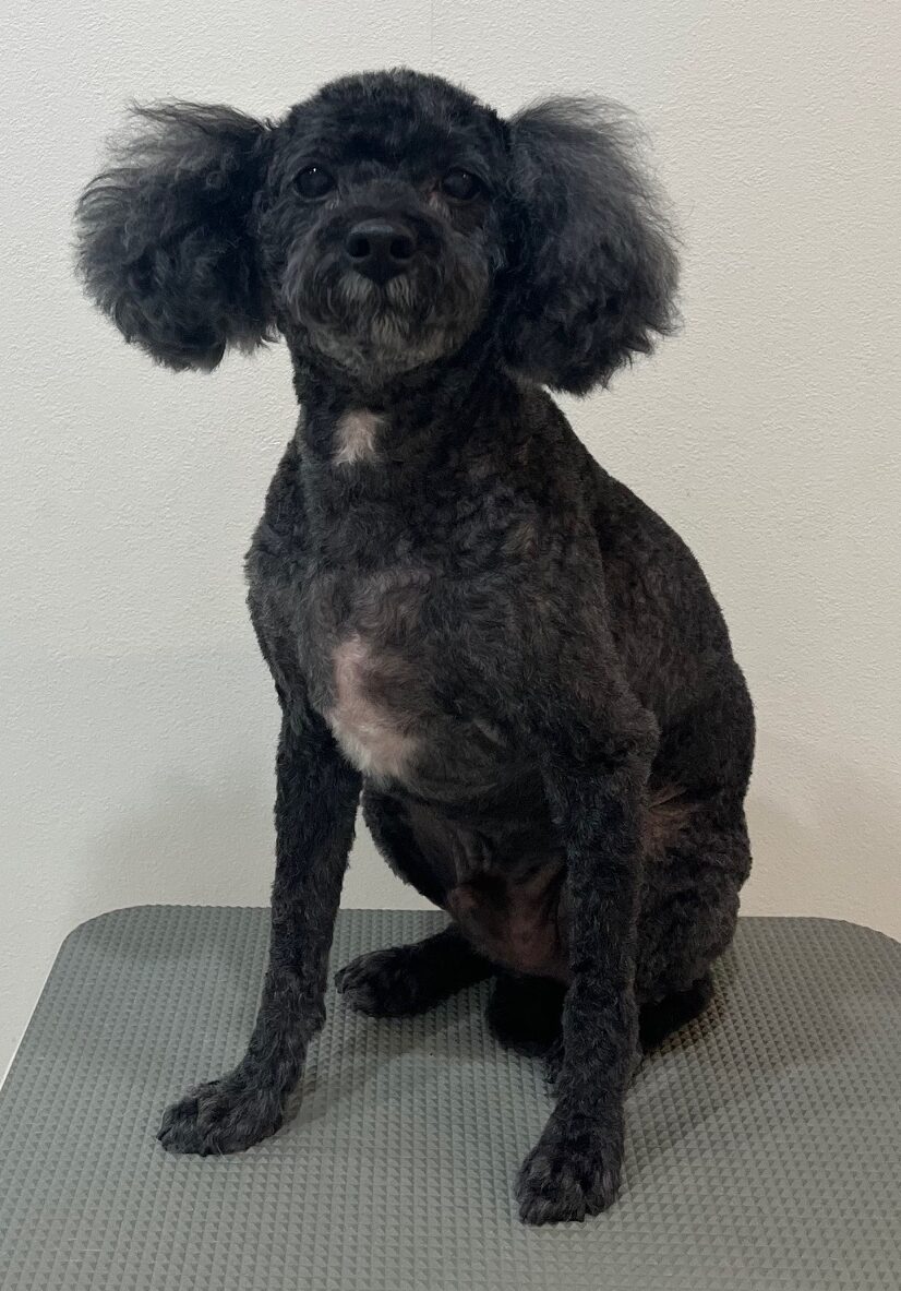 2026-1-30%e6%b8%a1%e9%83%a8%e3%83%86%e3%82%a3%e3%83%9f%e3%83%bc