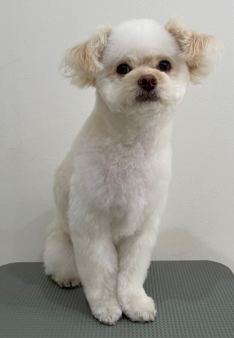 2026-1-5%e5%a4%a7%e8%a5%bf%e3%82%af%e3%83%ac%e3%83%a0