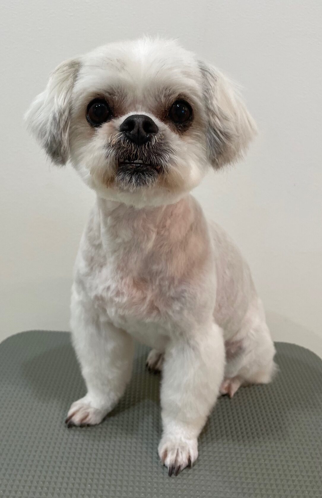 2026-1-5%e9%9d%92%e6%9c%a8lulu