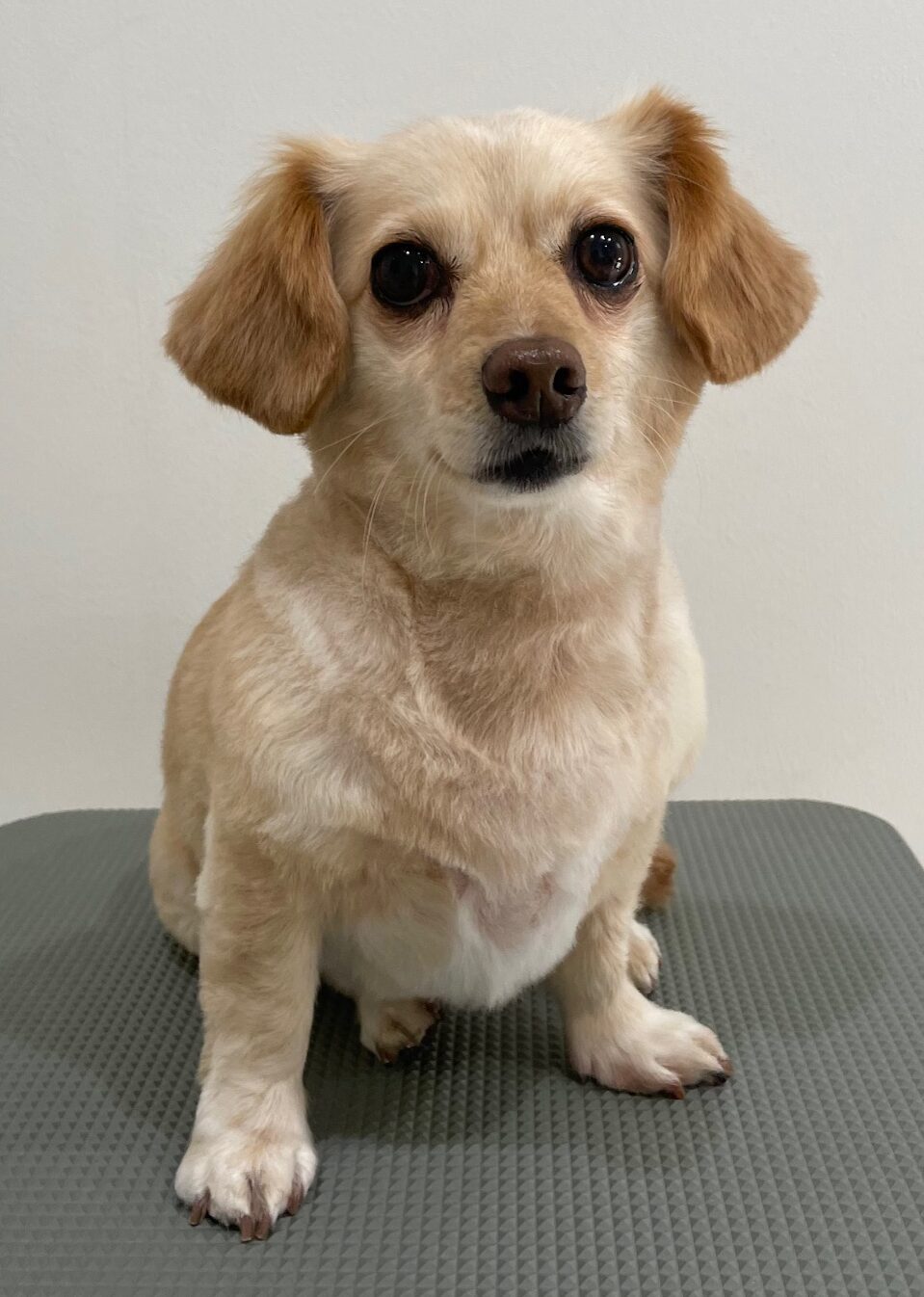 2026-1-6%e5%b8%83%e5%b1%b1%e3%83%87%e3%82%a4%e3%82%b8%e3%83%bc