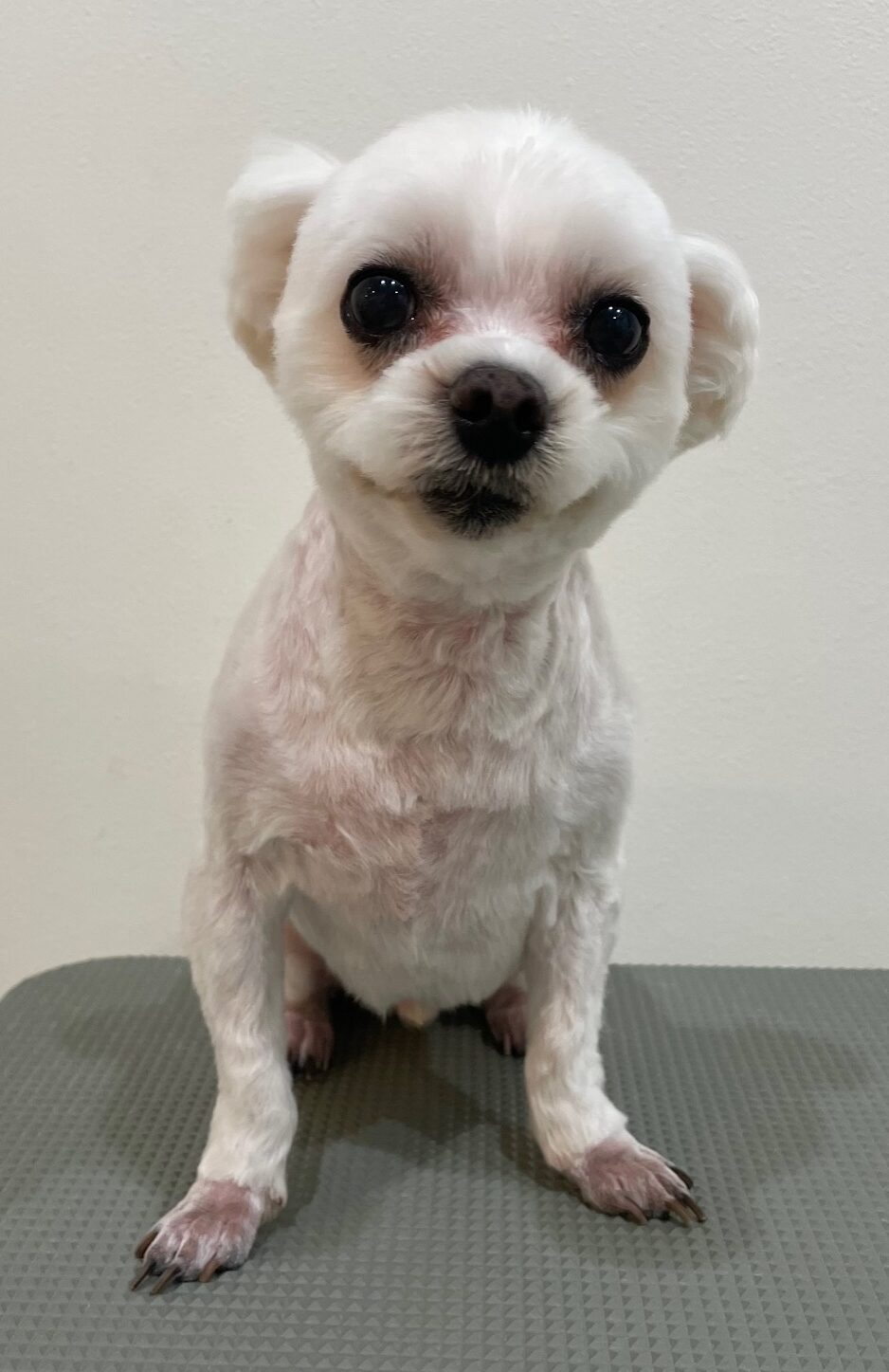 2026-1-6%e6%9d%89%ef%a8%91%e3%82%b1%e3%83%b3%e3%82%b7%e3%83%b3