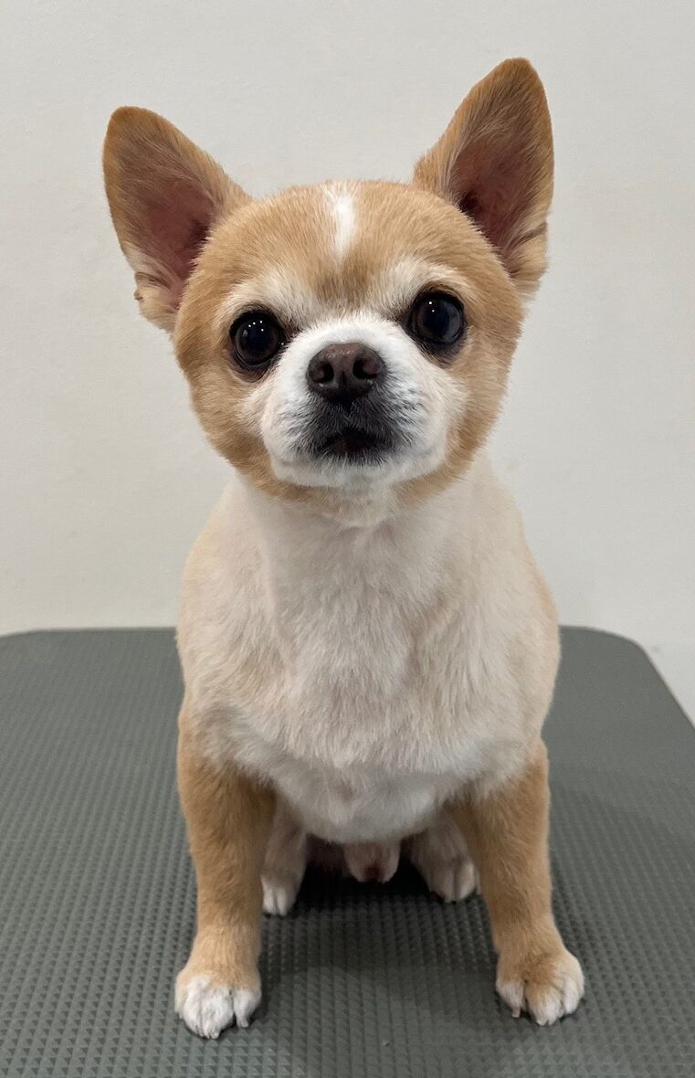 2026-1-6%e9%87%8e%e8%b7%af%e5%a4%8f%e5%a8%81%e6%96%97