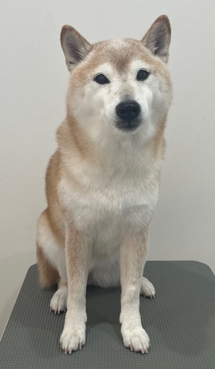 2026-1-7%e5%9c%9f%e5%b2%90%e5%b0%8f%e6%a2%85%e5%84%aa