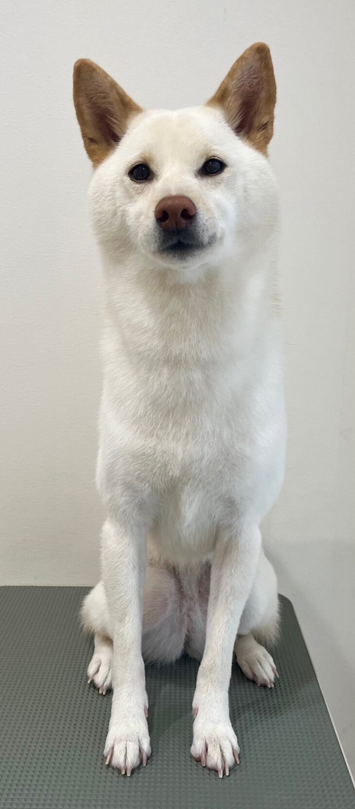 2026-1-9%e8%93%91%e5%ae%ae%e3%81%8d%e3%81%aa%e3%81%93