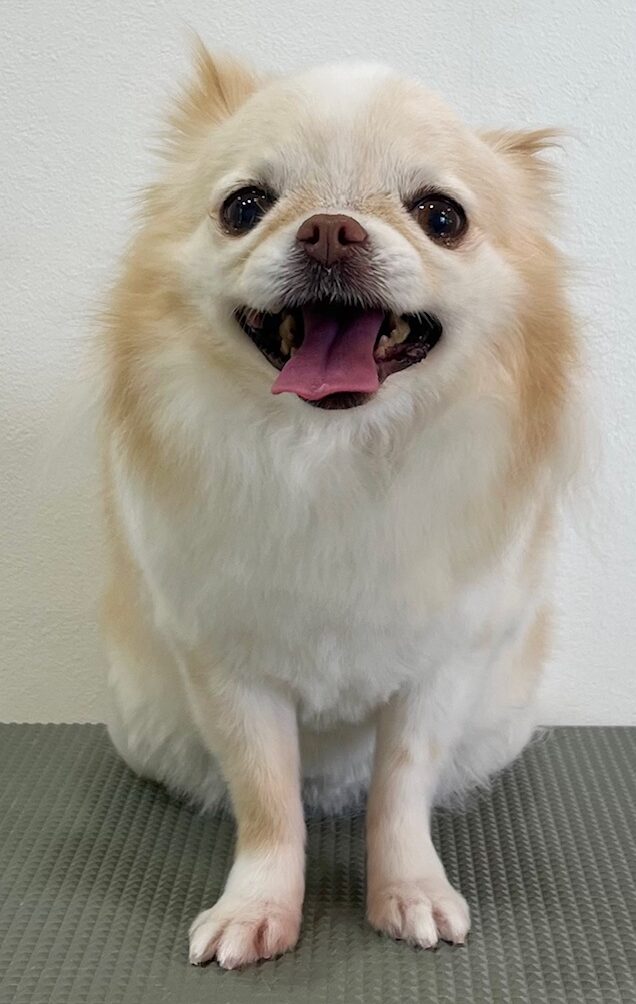 2026-3-13%e8%8f%85%e5%8e%9f%e3%81%95%e3%81%8f%e3%82%89