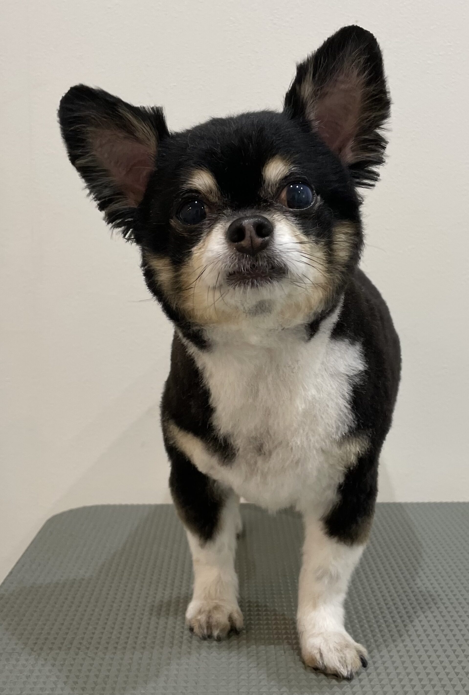 2026-3-15%e5%a4%aa%e7%94%b0%e3%83%ab%e3%83%bc%e3%82%af