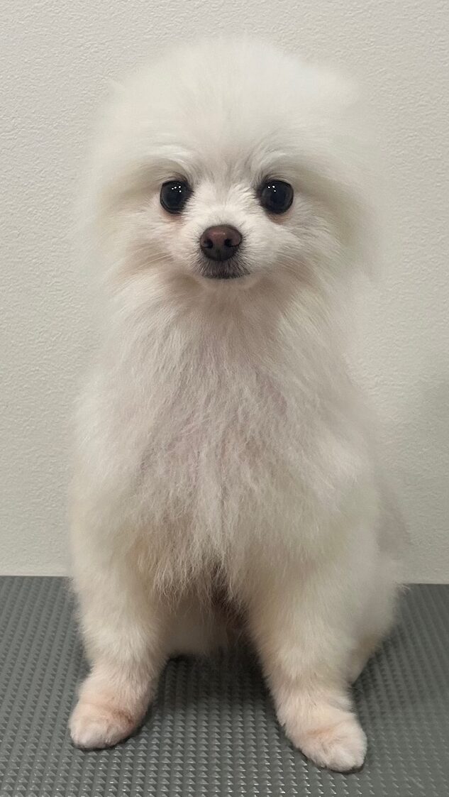 2026-3-15%e6%a9%8b%e6%9c%ac%e7%be%bd%e7%a9%ba