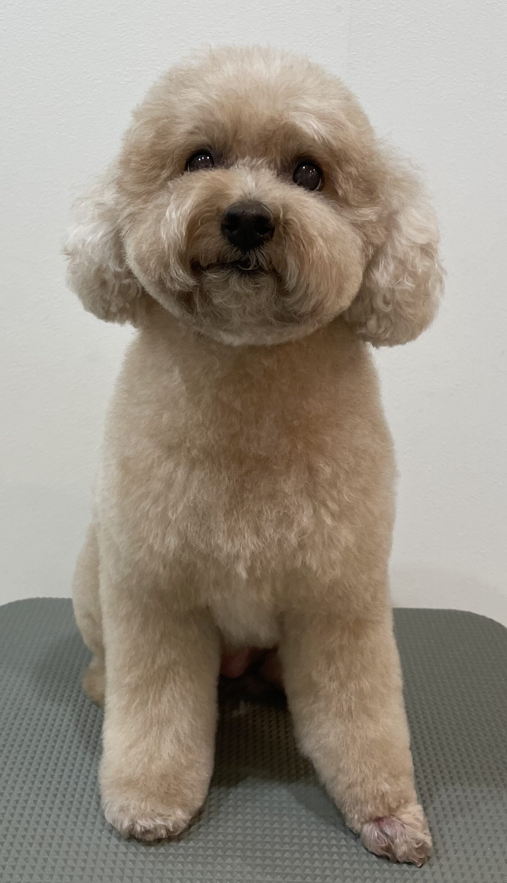 2026-3-16%e6%a8%aa%e5%8e%9f%e3%83%97%e3%83%aa%e3%83%b3