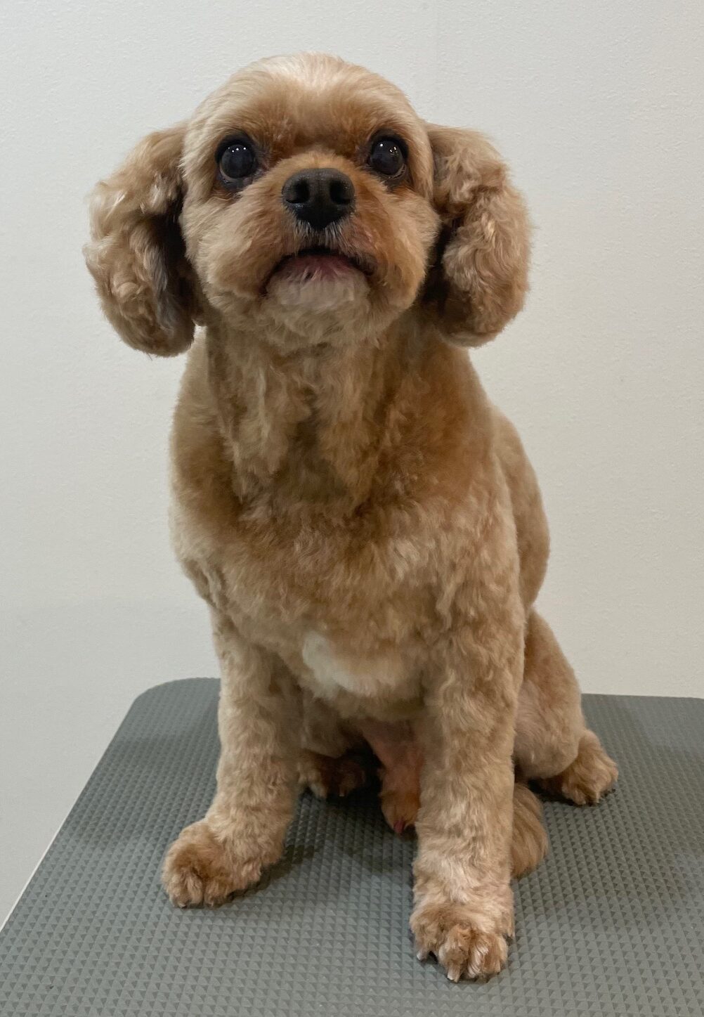 2026-3-18%e5%b0%8f%e7%8e%89%e3%83%9e%e3%83%ad%e3%83%b3