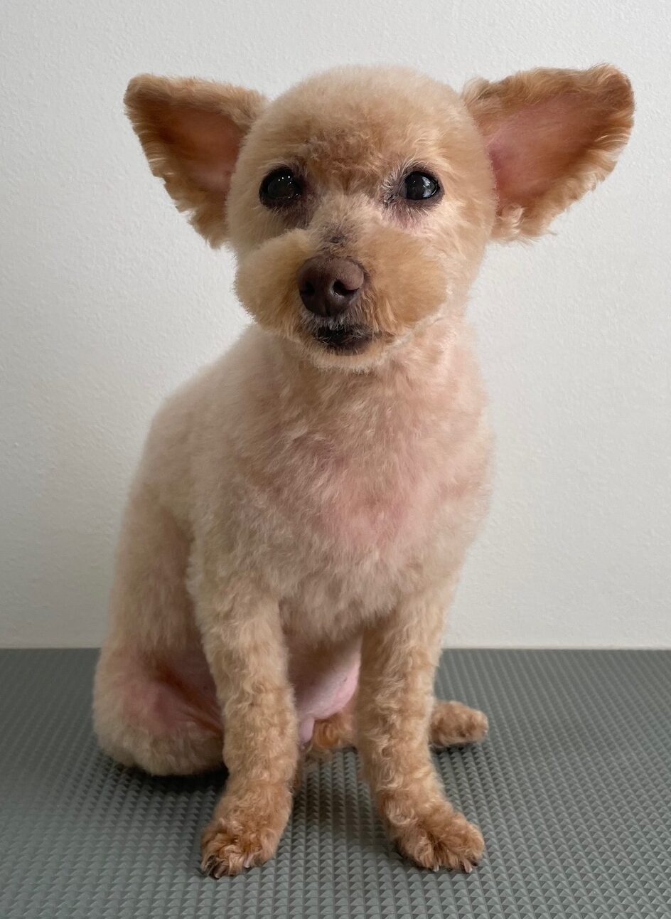 2026-3-1%e5%b0%8f%e5%8b%9d%e3%83%a2%e3%82%b3