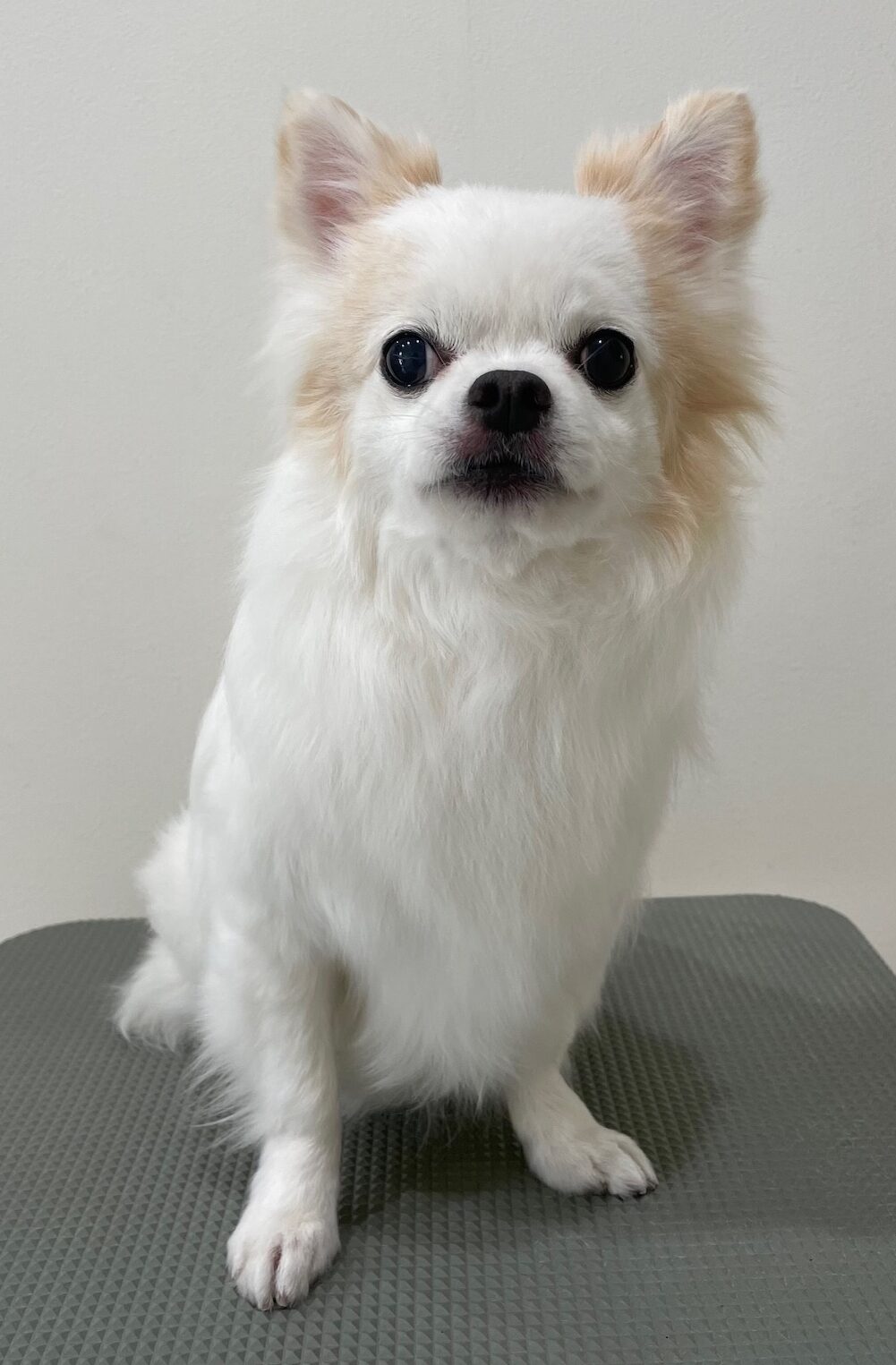 2026-3-1%e5%b7%9d%e5%b6%8b%e3%83%9f%e3%83%ab%e3%82%ad%e3%83%bc