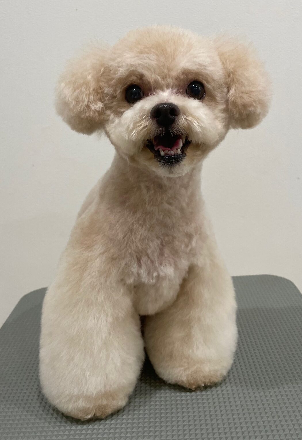 2026-3-1%e6%a9%8b%e5%b1%b1%e3%82%b3%e3%83%ad%e3%83%b3