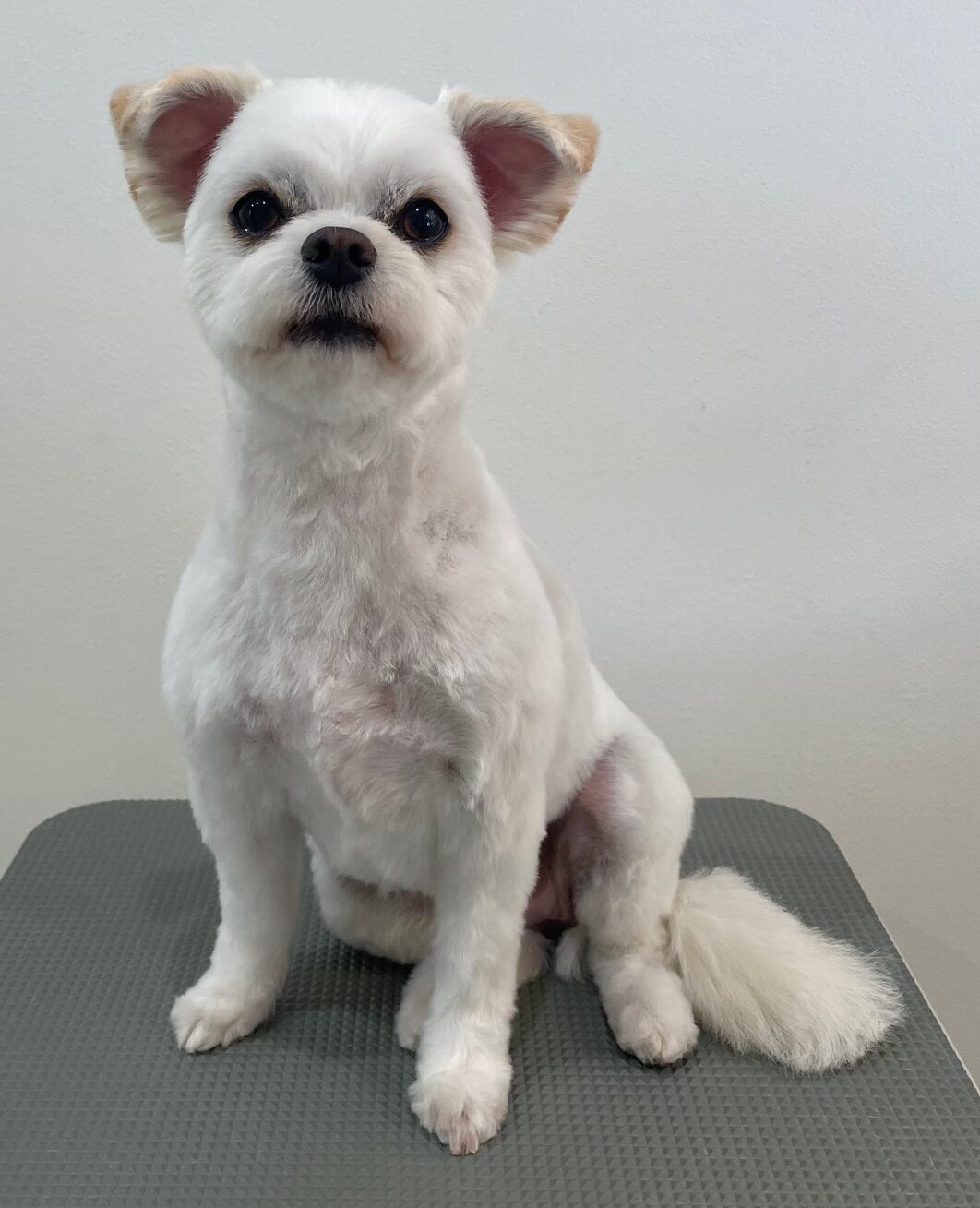 2026-3-22%e5%b1%b1%e5%8f%a3%e3%81%a4%e3%82%80%e3%81%8e