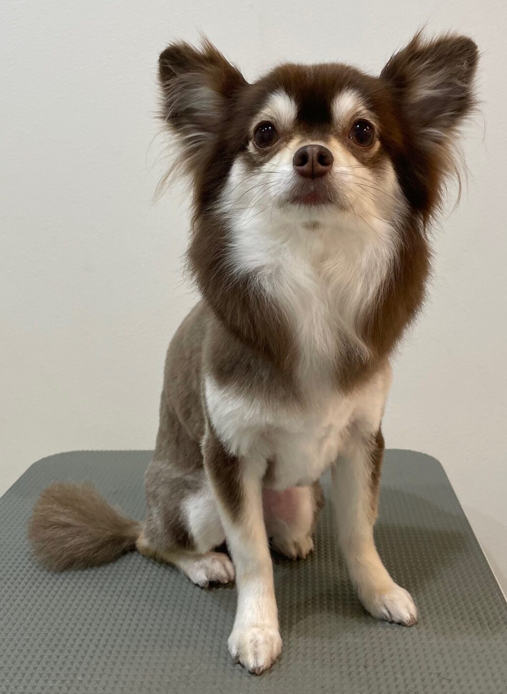 2026-3-25%e5%86%85%e5%b7%9d%e3%82%b3%e3%82%b3%e3%82%a2