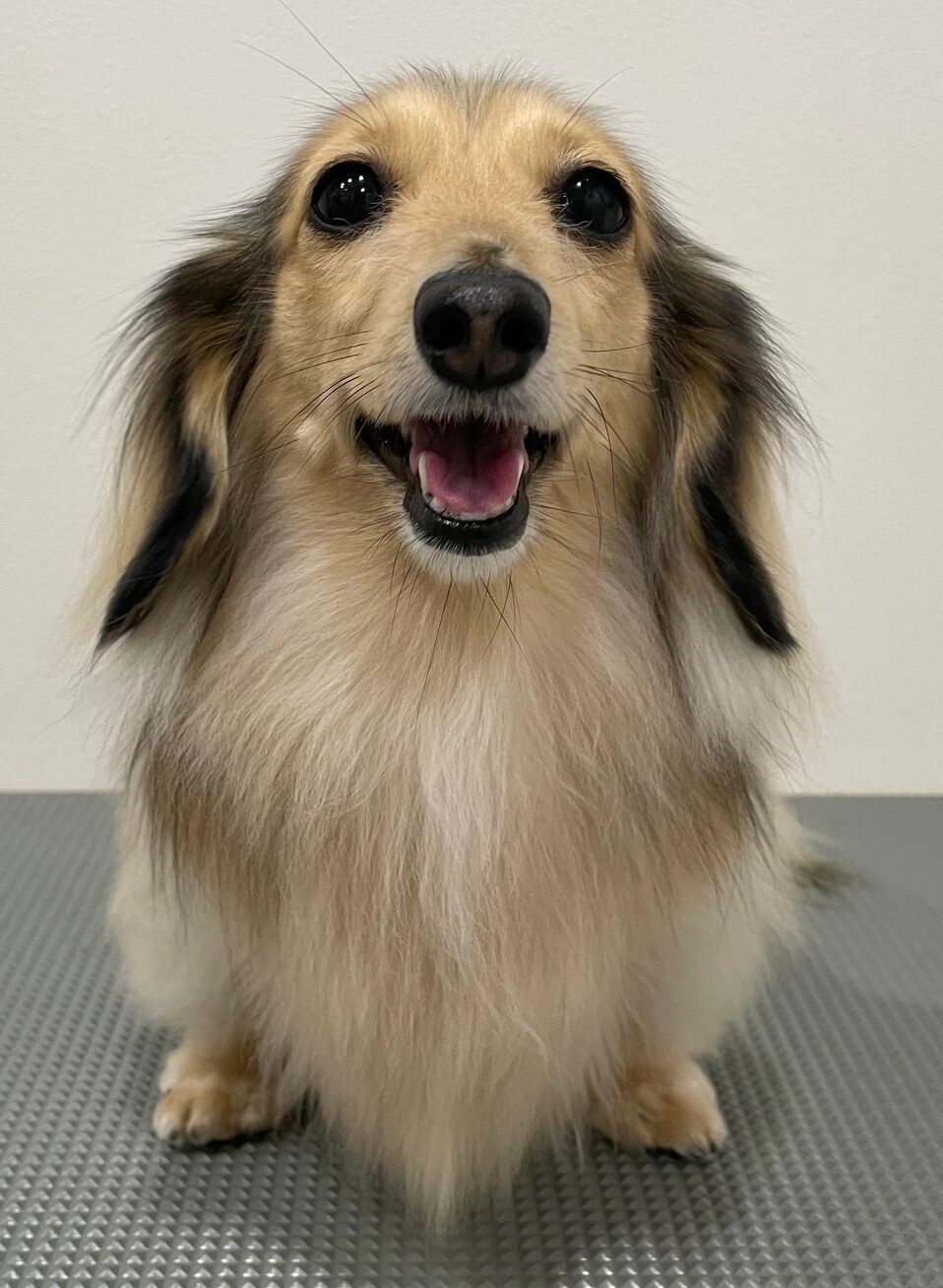 2026-3-3%e5%af%ba%e7%94%b0%e3%82%82%e3%82%8b