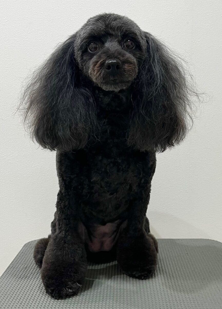 2026-3-3%e9%ab%99%e7%94%b0%e3%83%a2%e3%82%b3