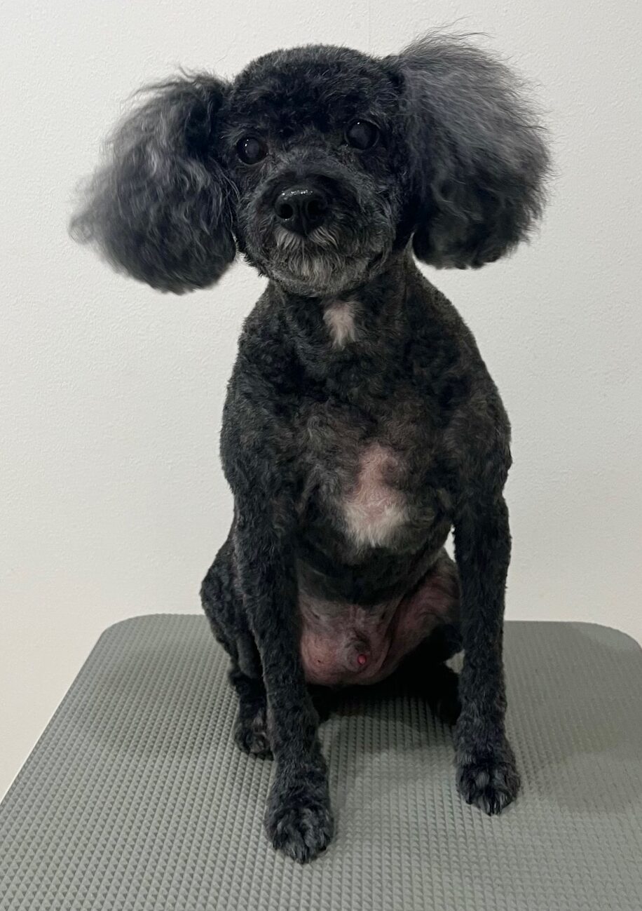 2026-3-6%e6%b8%a1%e9%83%a8%e3%83%86%e3%82%a3%e3%83%9f%e3%83%bc