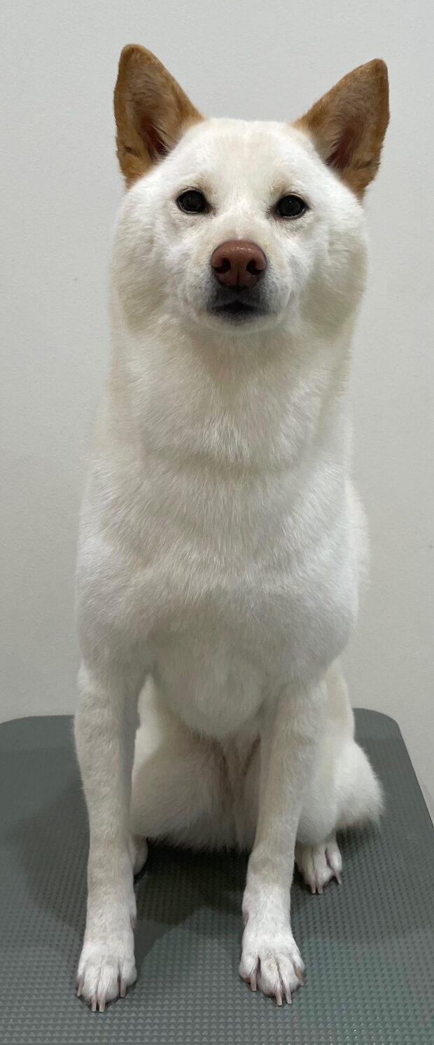 2026-3-6%e8%93%91%e5%ae%ae%e3%81%8d%e3%81%aa%e3%81%93