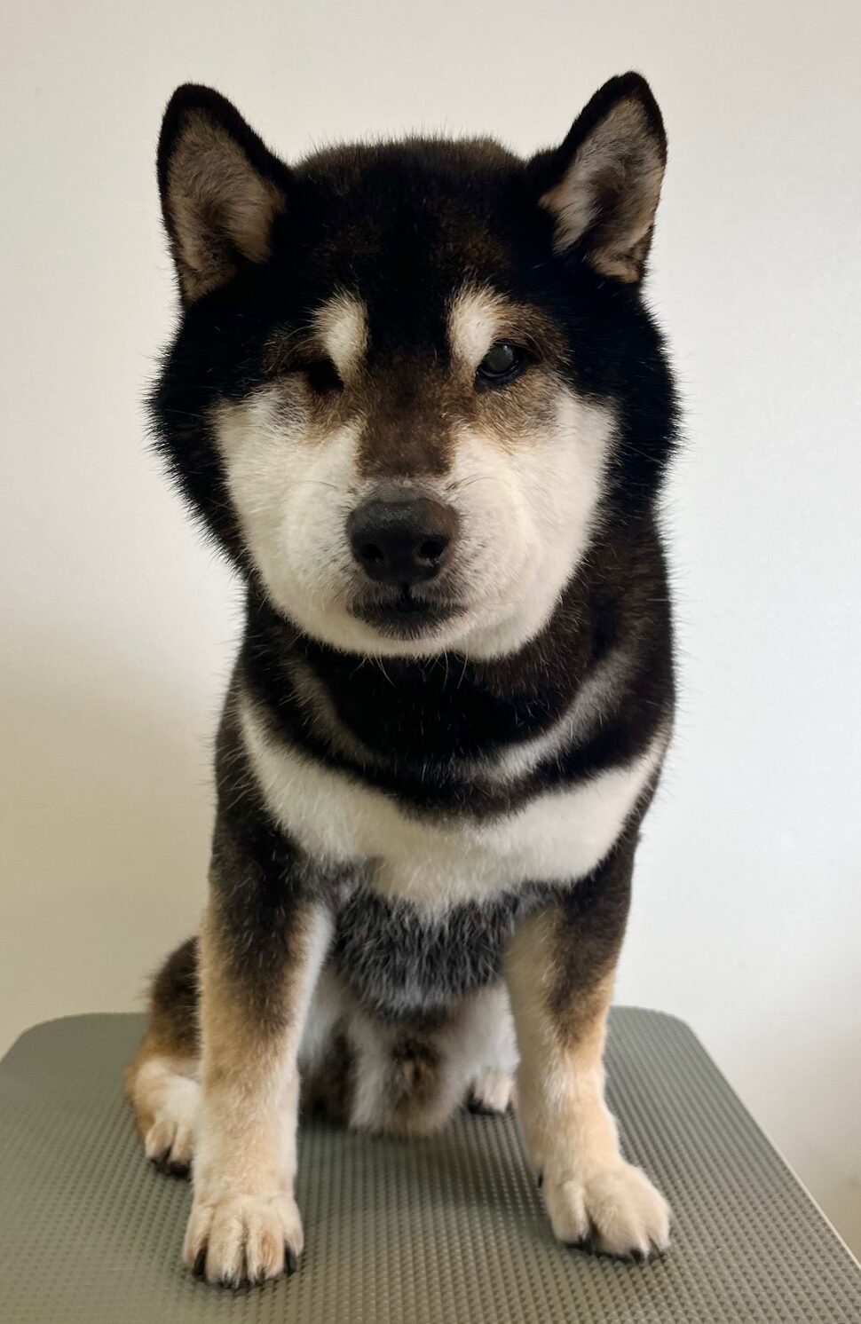 2026-3-6%e9%ab%99%e6%a9%8b%e3%82%b3%e3%82%bf%e3%83%ad%e3%82%a6