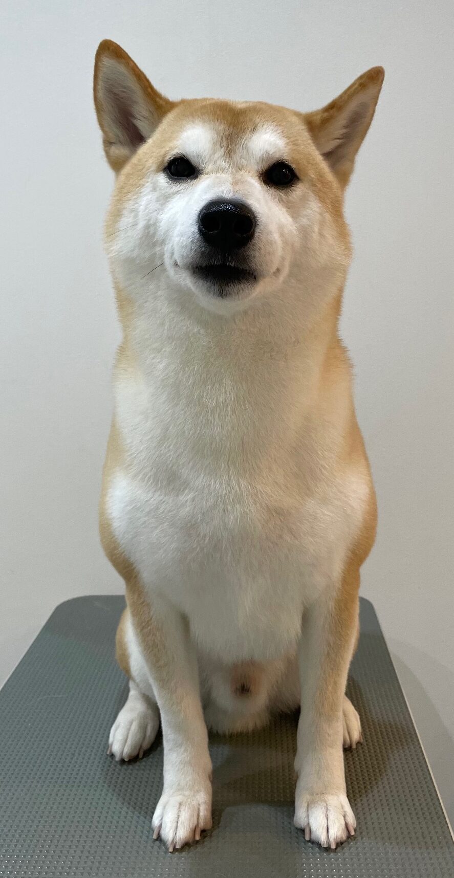 2026-3-8%e5%ae%ae%e6%9c%ac%e7%9c%9f%e7%90%89