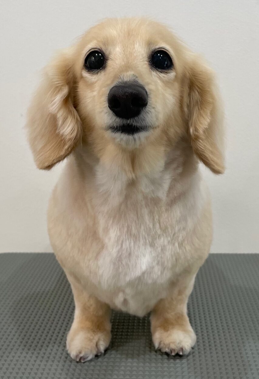 2026-3-8%e6%9d%89%e5%b4%8e%e3%82%8a%e3%82%8a