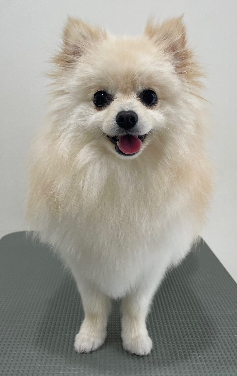 2026-3-27%e4%b8%ad%e5%b1%b1%e3%81%a1%e3%82%83%e3%81%a3%e3%81%b4%e3%81%83