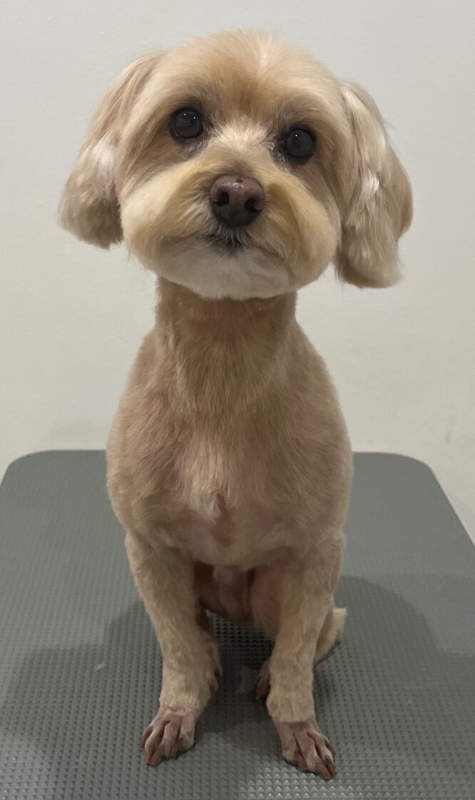 2026-3-27%e4%ba%95%e4%b8%8a%e3%83%a9%e3%82%a4%e3%83%88