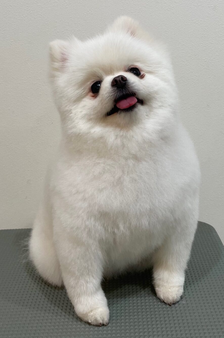 2026-3-27%e5%85%89%e5%ae%89%e3%82%b3%e3%82%b3