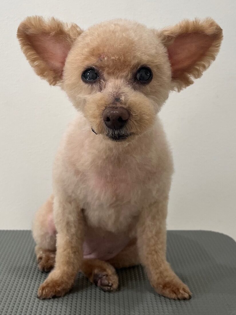 2026-3-29%e5%b0%8f%e5%8b%9d%e3%83%a2%e3%82%b3