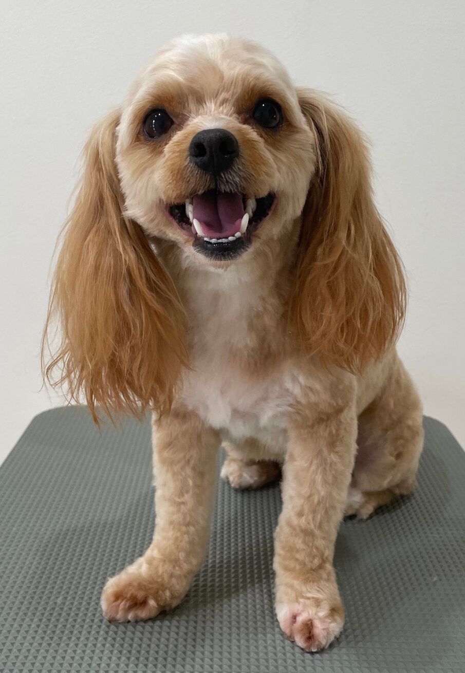 2026-3-29%e5%b9%b3%e6%b2%a2%e3%83%86%e3%82%a4%e3%83%ab