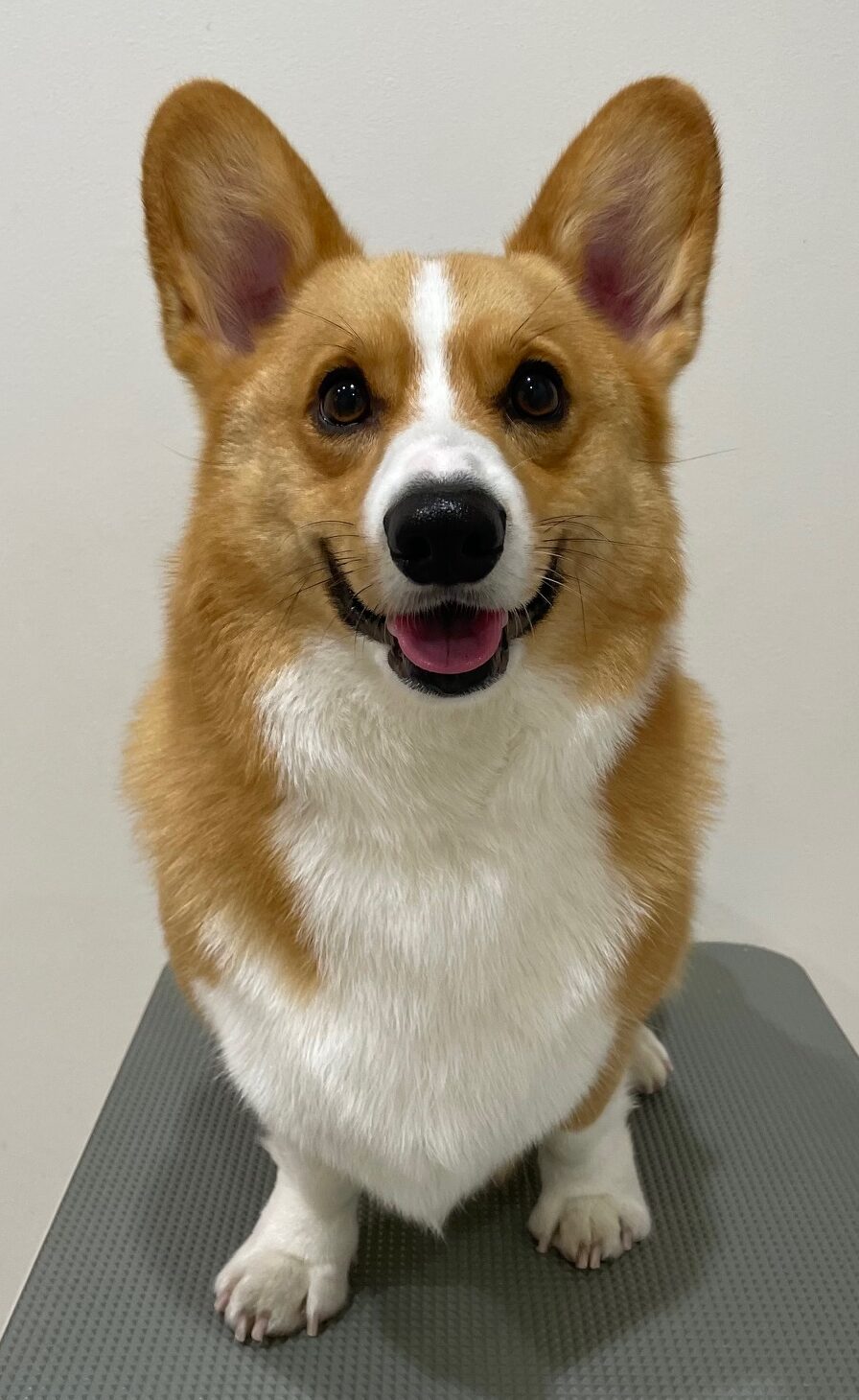 2026-3-29%e6%9c%ac%e7%94%b0%e8%8c%b6%e3%80%85%e4%b8%b8