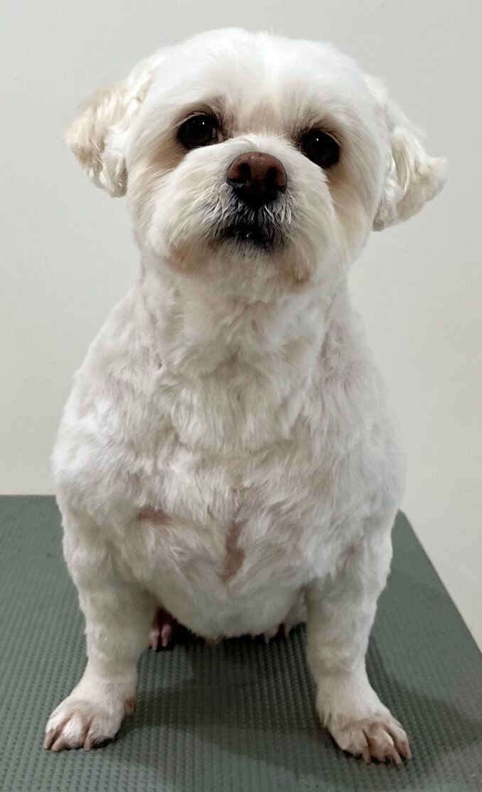 2026-3-31%e5%b0%8f%e6%a4%8b%e3%82%86%e3%81%86